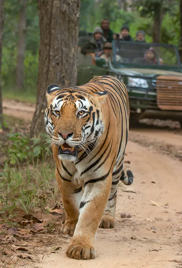 Wildlife Safari